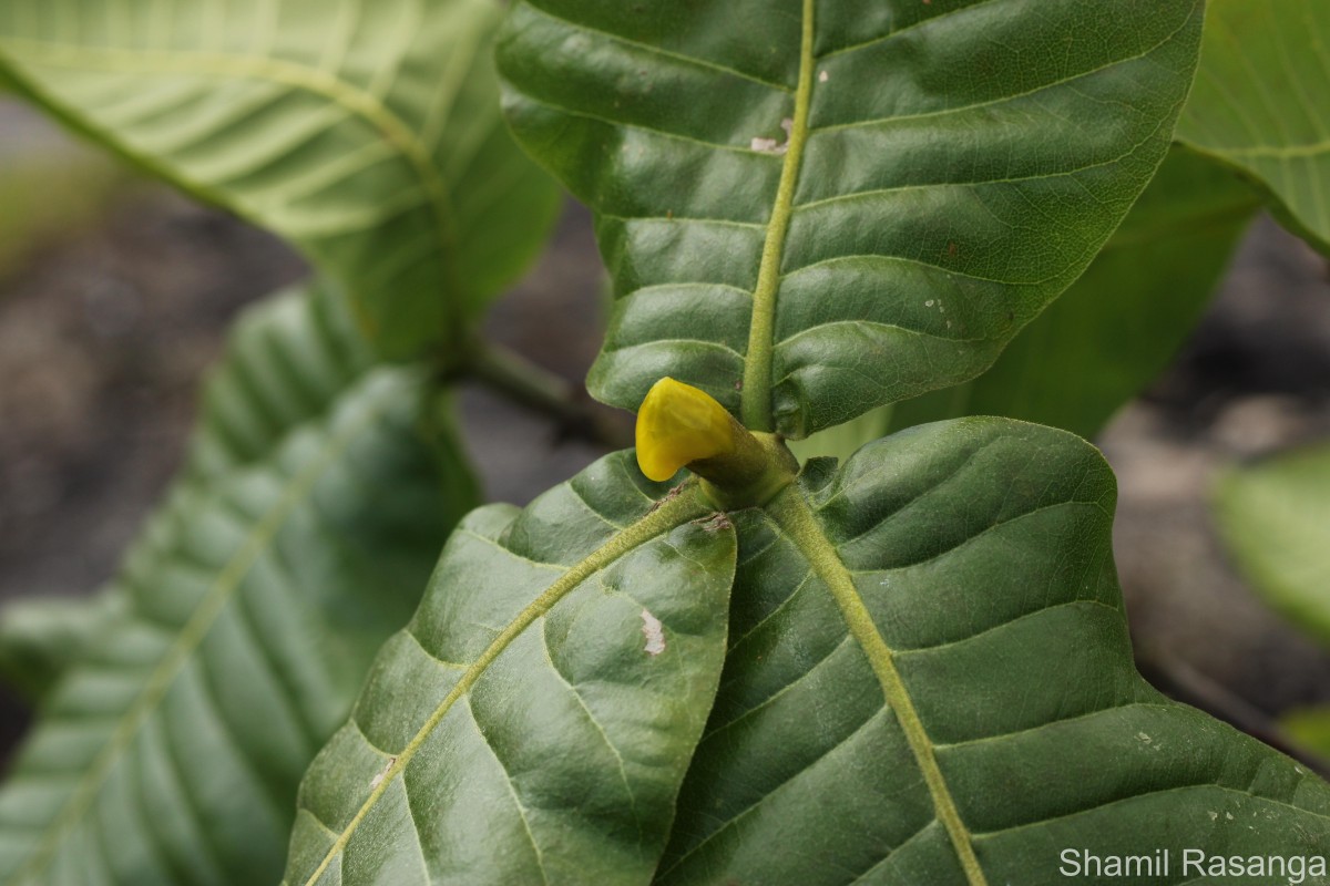 Gardenia fosbergii Tirveng.